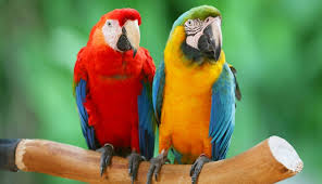 Papoušci