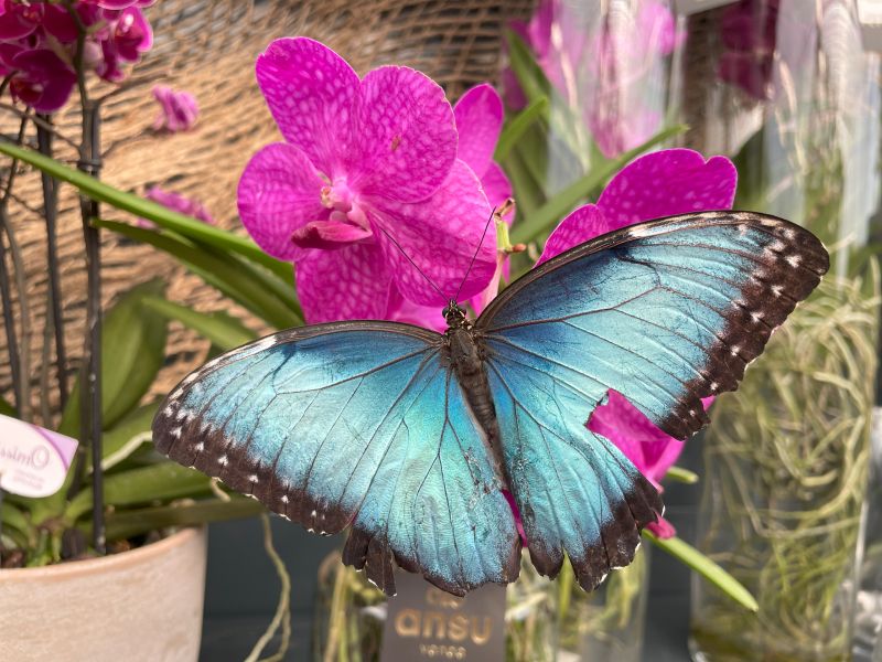 Flora Úvalno - výstava motýlů a orchidejí