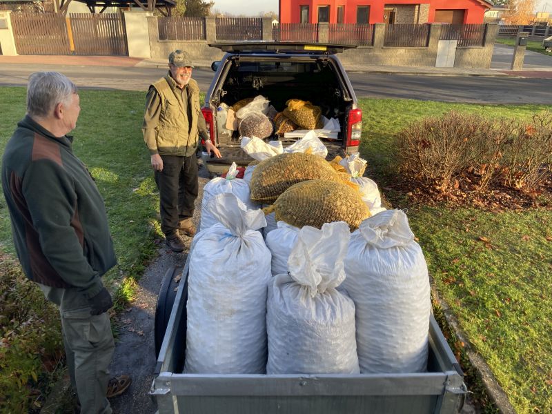 Sběr kaštanů pro lesní zvířátka